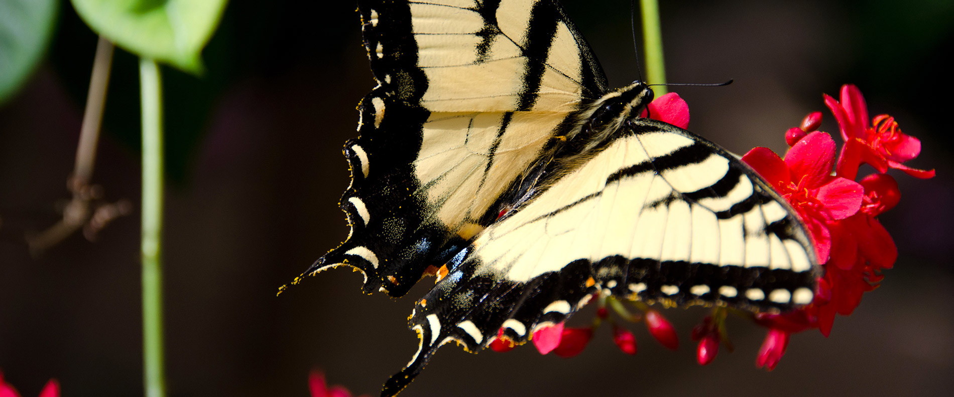 Arizona Swallowtail